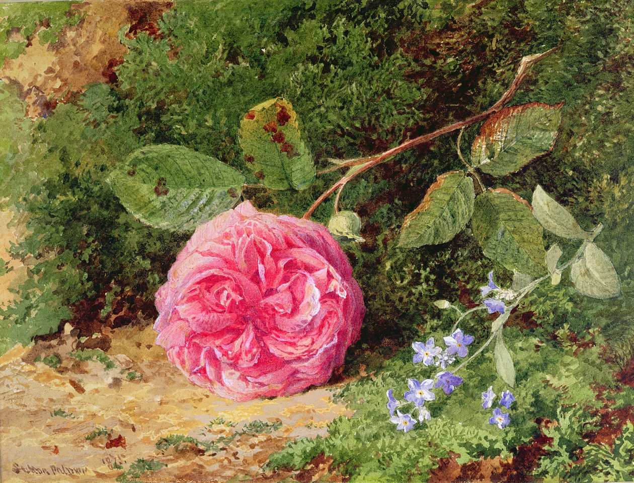 Rosa rosa su una banca muschiosa, 1875 da Henry Sutton Palmer