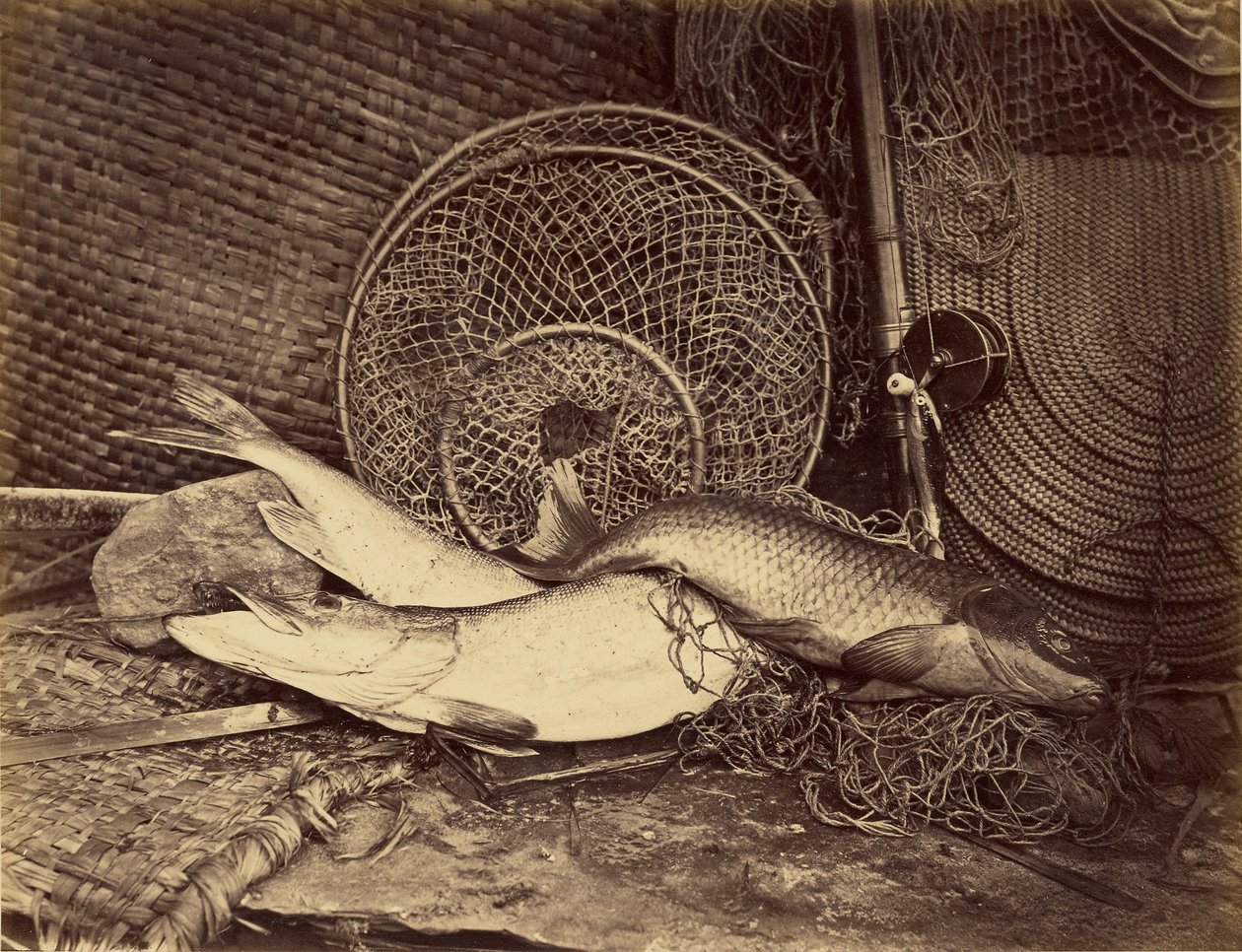 Natura morta con carpe e lucci da Henry Bailey