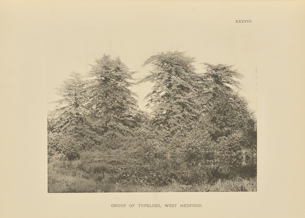 Gruppo di Tupeloes, Medford Ovest da Henry Brooks