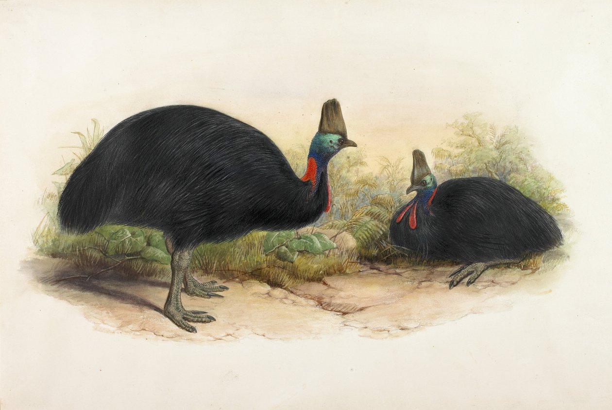 Cassowary meridionale, Casuarius casuarius da Henry Constantine Richter