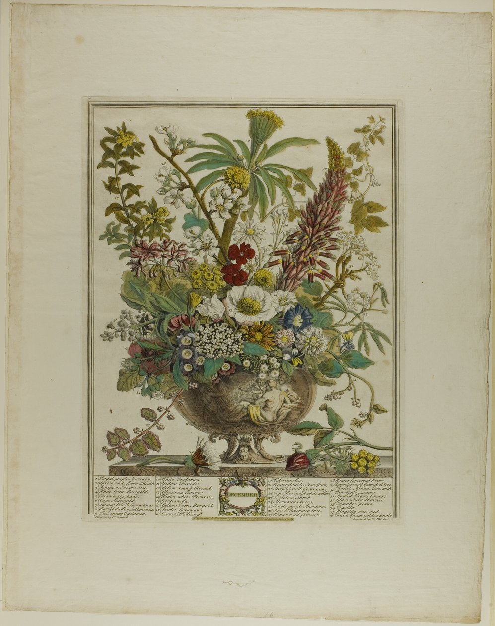 Dicembre, da Dodici mesi di fiori da Henry Fletcher