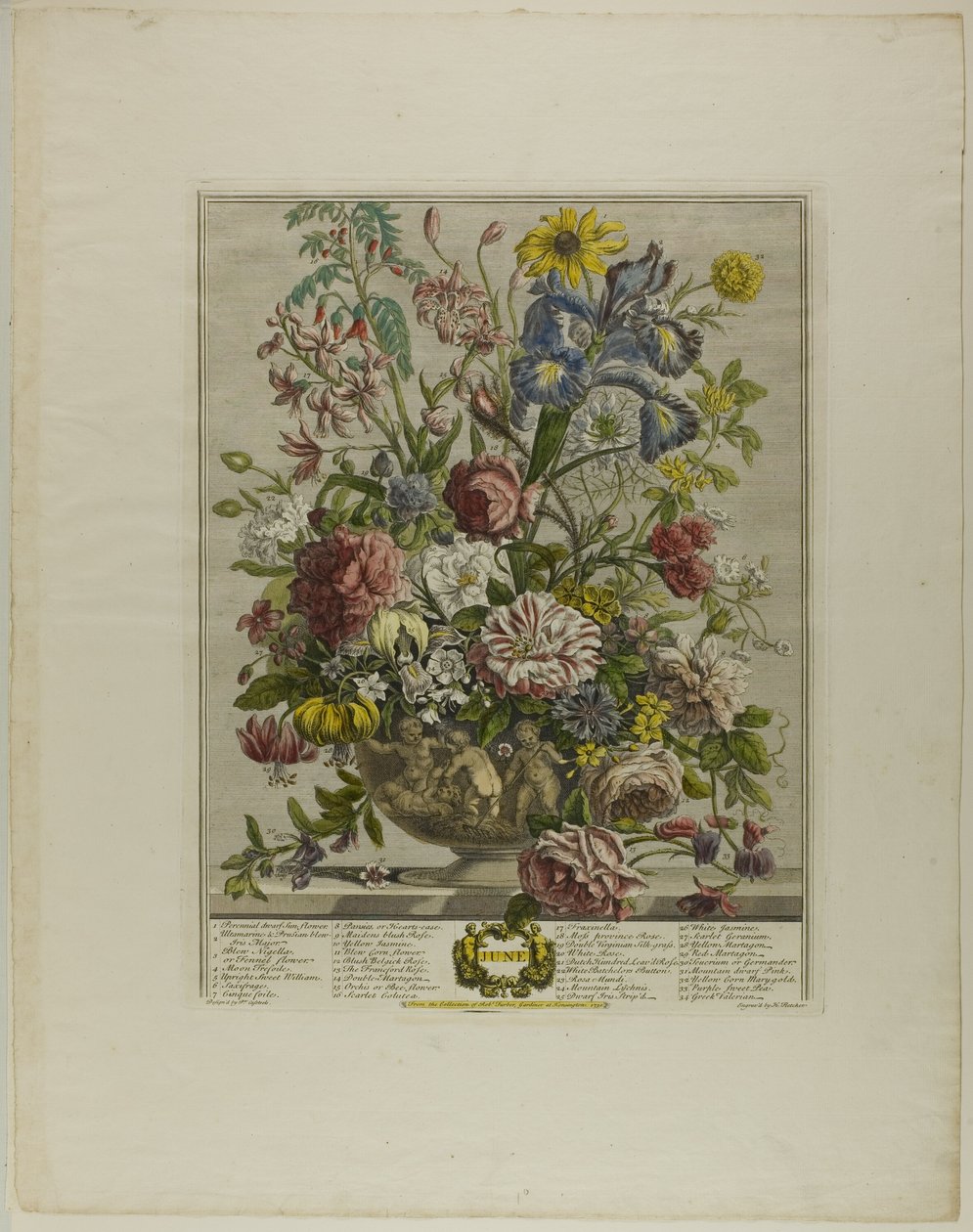 Giugno, dai Dodici Mesi di Fiori da Henry Fletcher