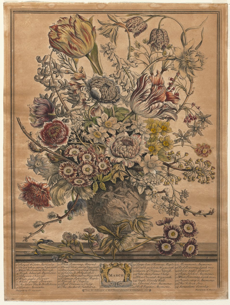 Dodici mesi di fiori: Marzo, 1730 da Henry Fletcher