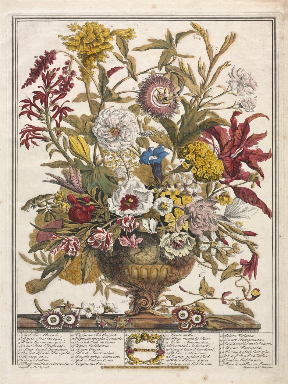 Dodici mesi di fiori: settembre da Henry Fletcher
