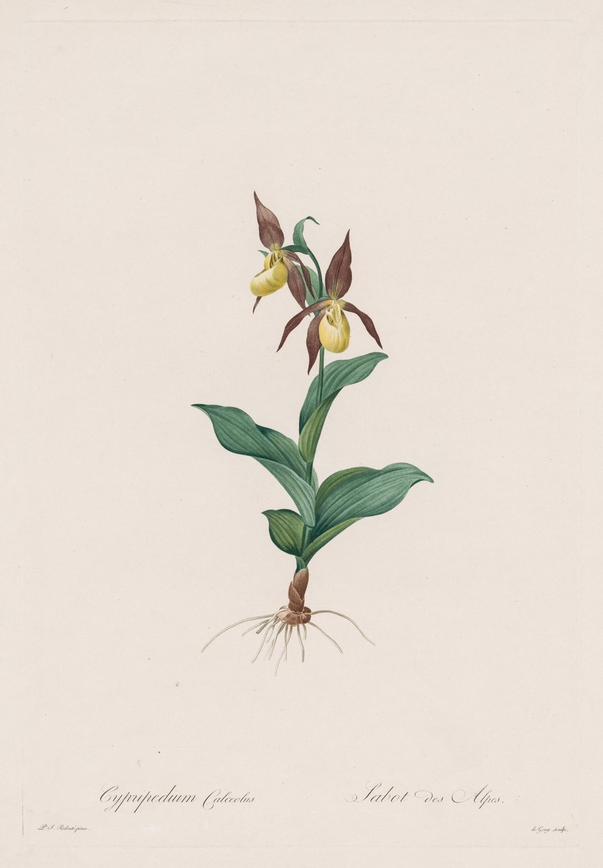 Les Liliacées: Cypripedium calceolus da Henry Joseph Redouté