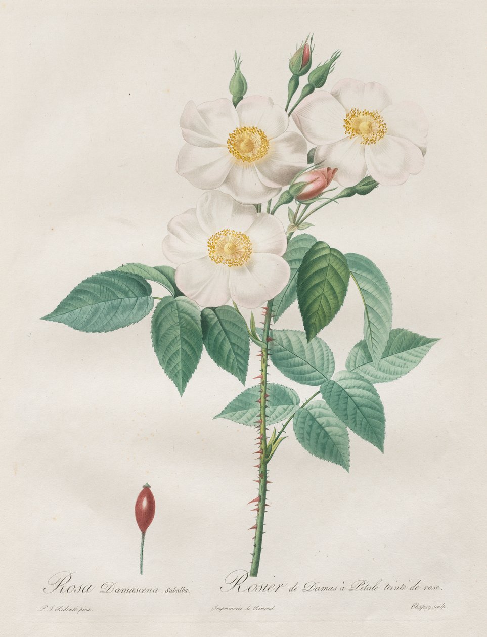 Le rose: Rosa Damascena, subalba da Henry Joseph Redouté