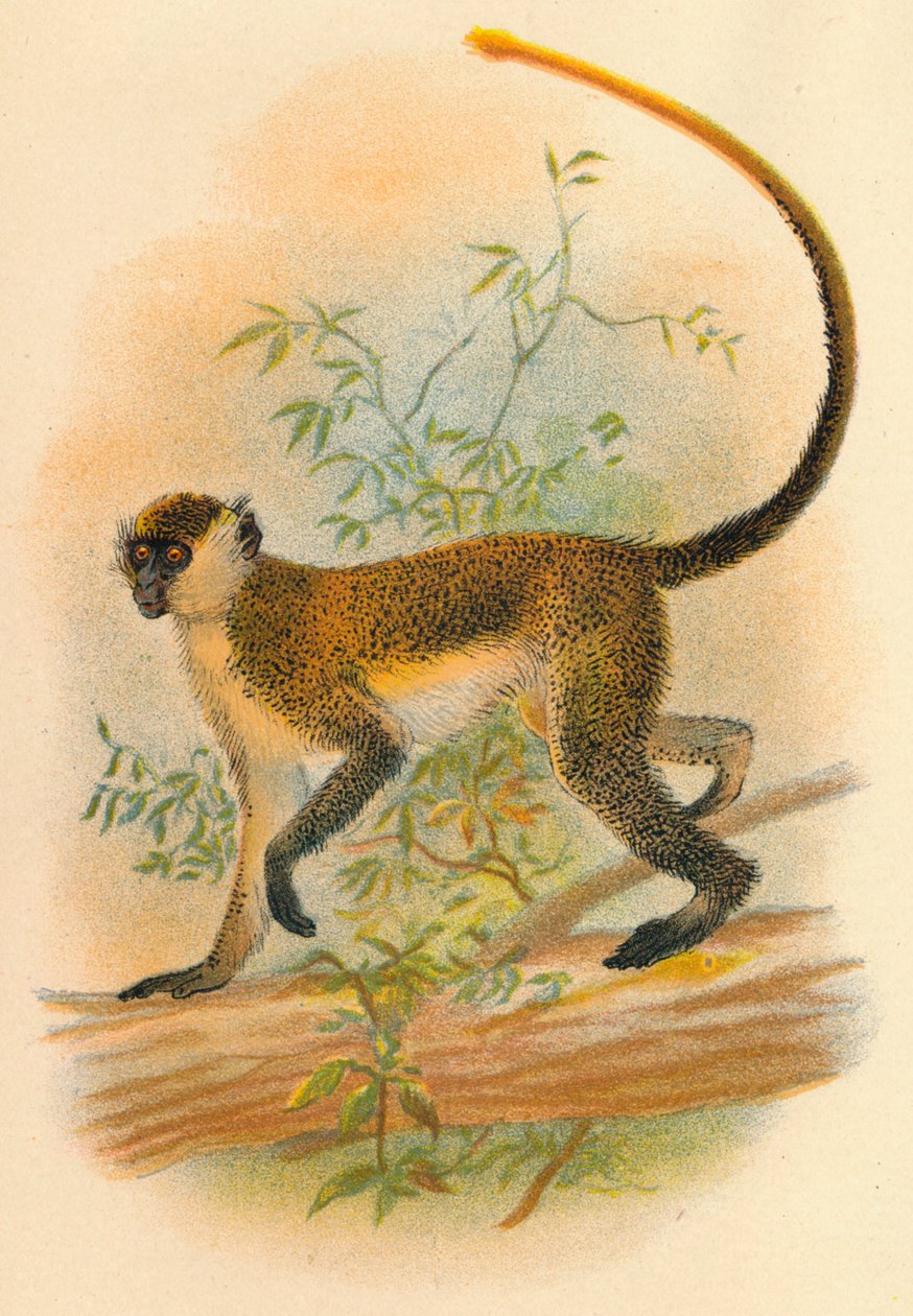 Guenon verde, 1897 da Henry Ogg Forbes