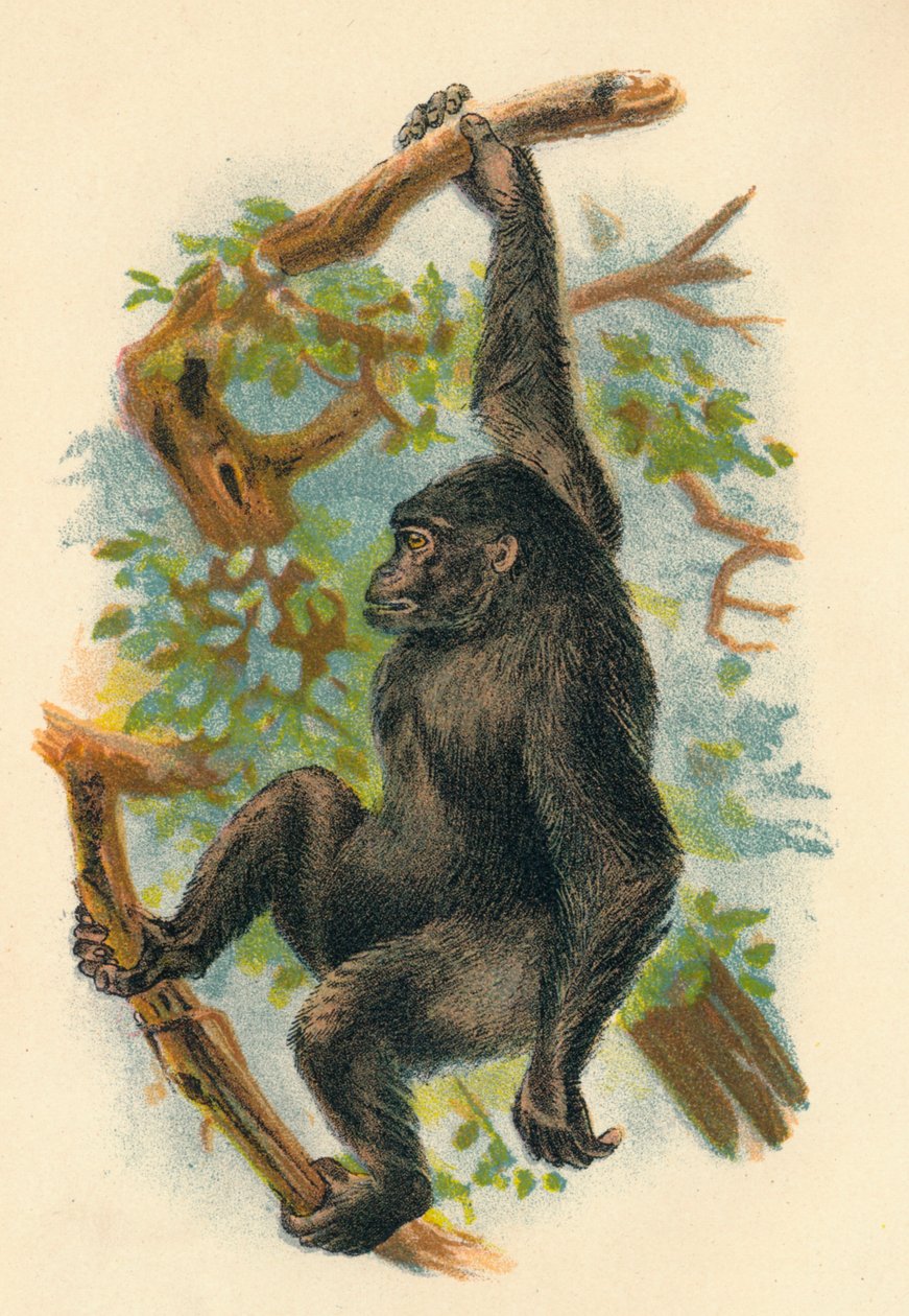 Il gorilla da Henry Ogg Forbes