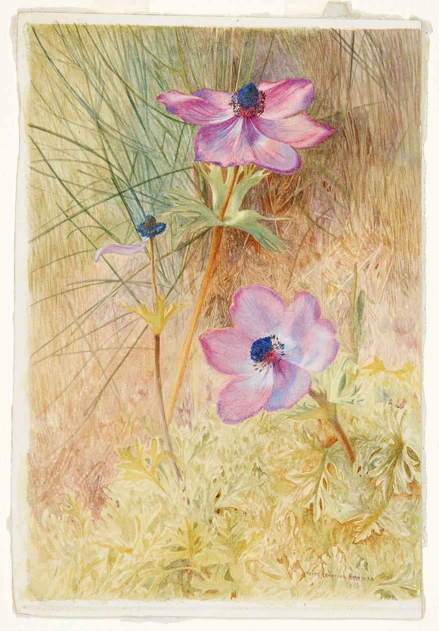 Anemoni selvatici fiorentini da Henry Roderick Newman