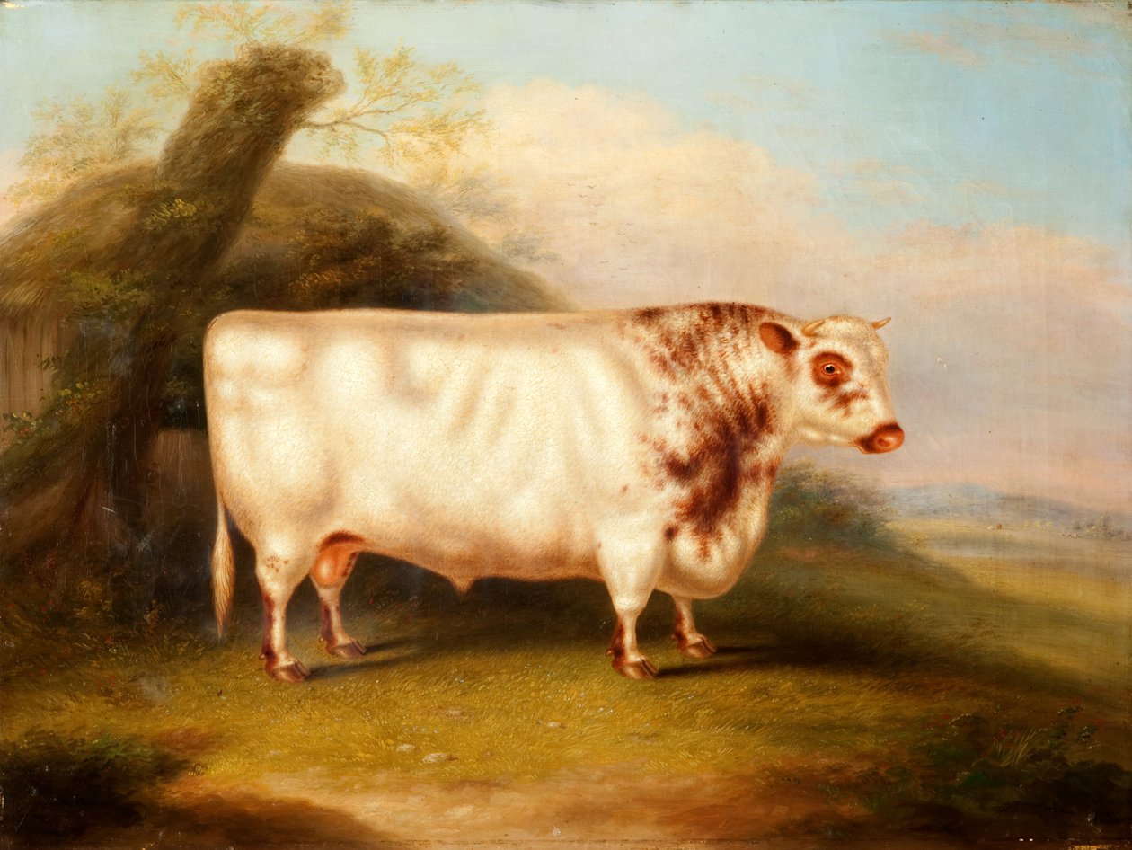 Harlsonia (Toro Shorthorn), c.1855 da Henry Stafford