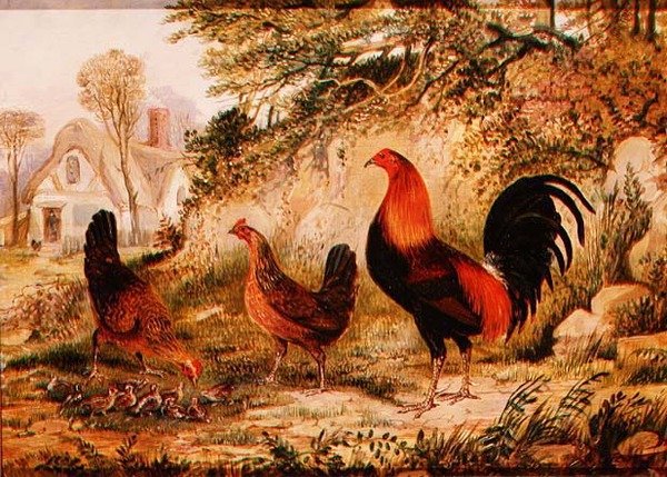 Gallo, Galline e Pulcini da Henry Thomas Alken