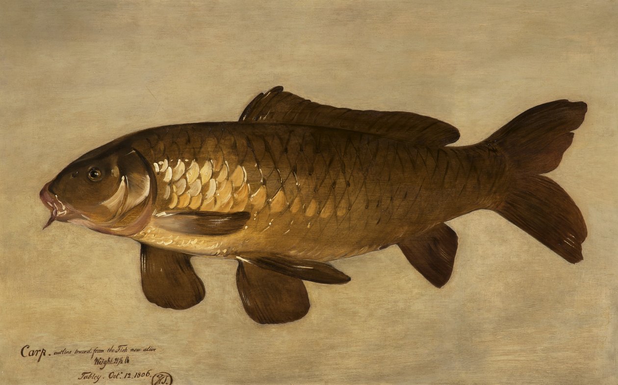 Carpa, 1806 da Henry Thomson