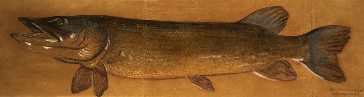 Luccio da Henry Thomson