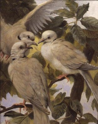 Tre Colombe Anellate da Henry Weekes