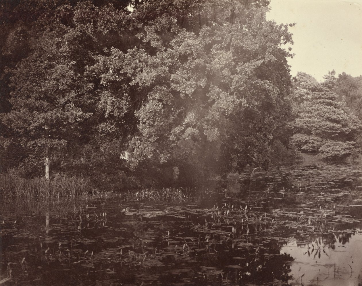 [Stagno nel parco, Surrey] da Henry White
