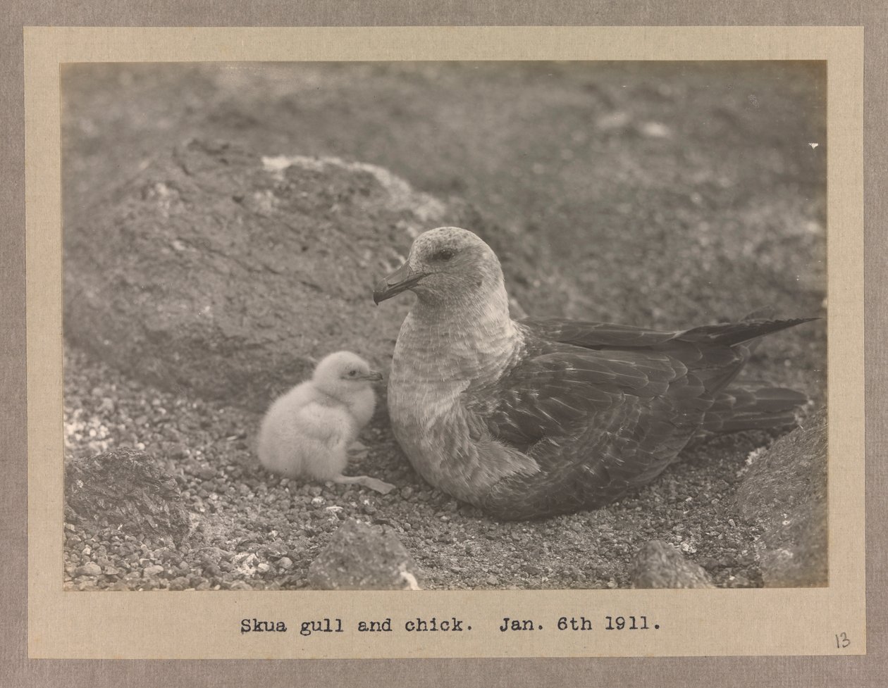 Un gabbiano skua con il suo pulcino da Herbert Ponting
