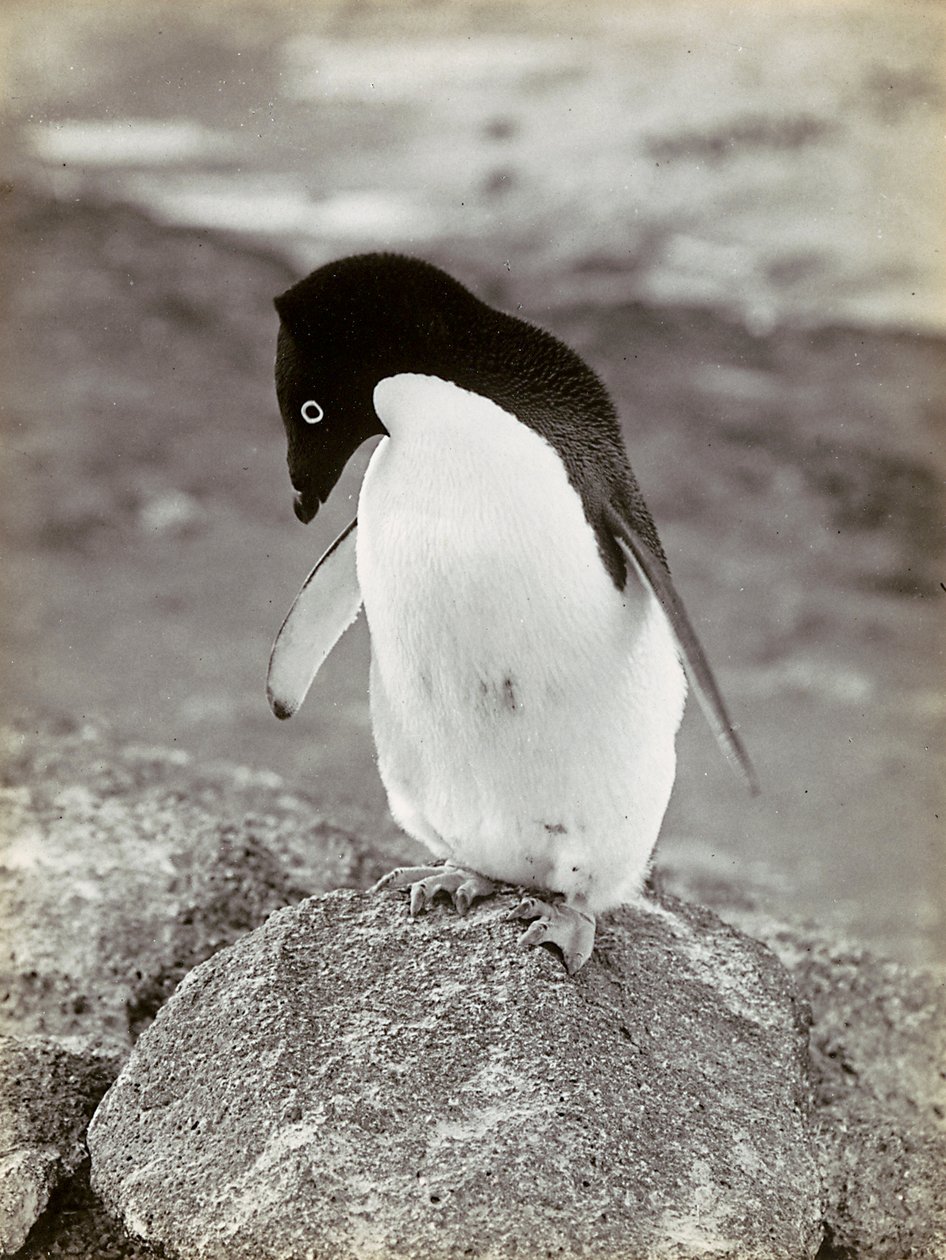 Un pinguino in Antartide da Herbert Ponting