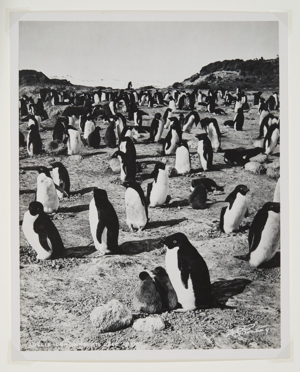 Pinguini Adelia a Cape Royds da Herbert Ponting