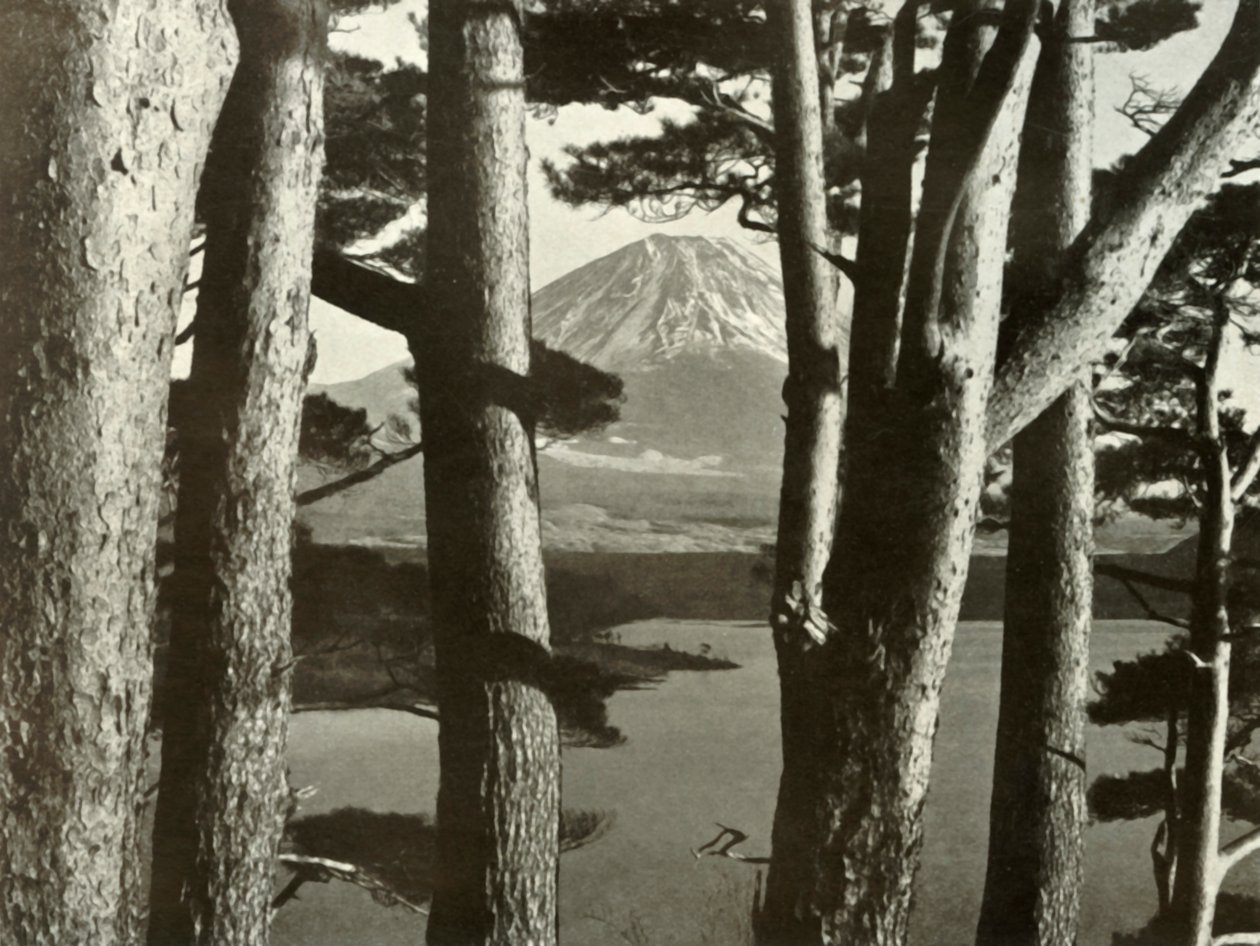 Il Fuji e i pini da Herbert Ponting