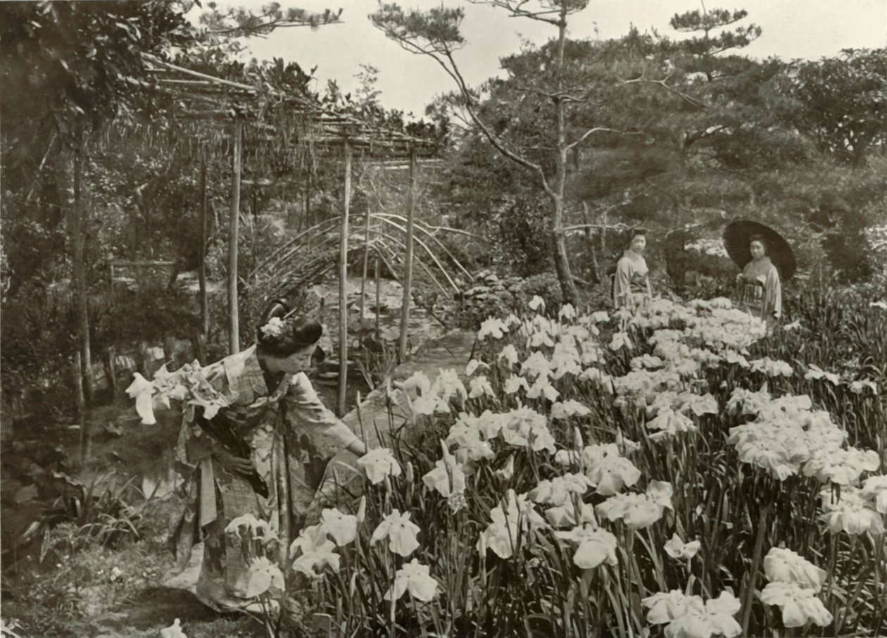 In un giardino di iris da Herbert Ponting