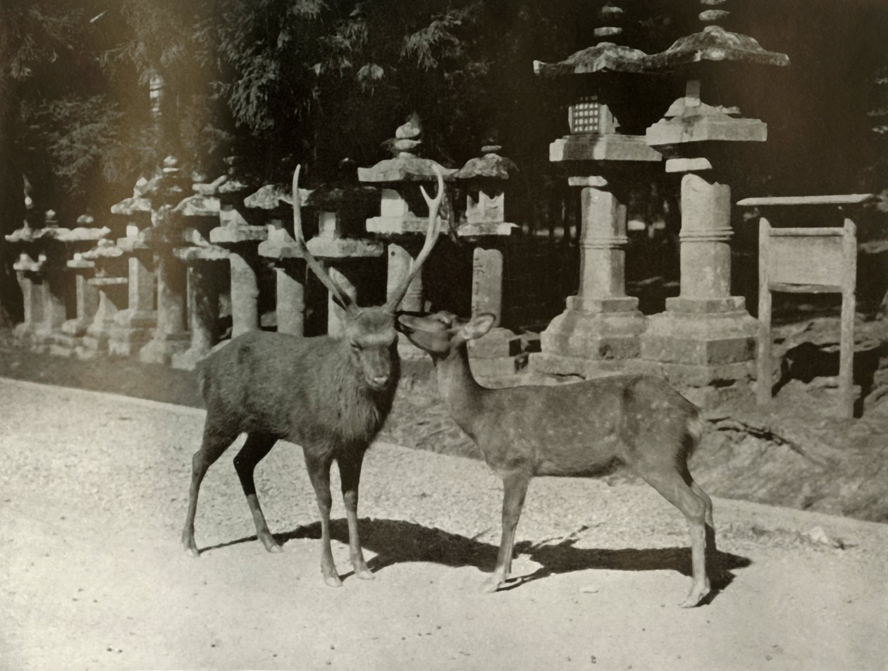 Mio caro! Uno Studio a Nara, 1910 da Herbert Ponting