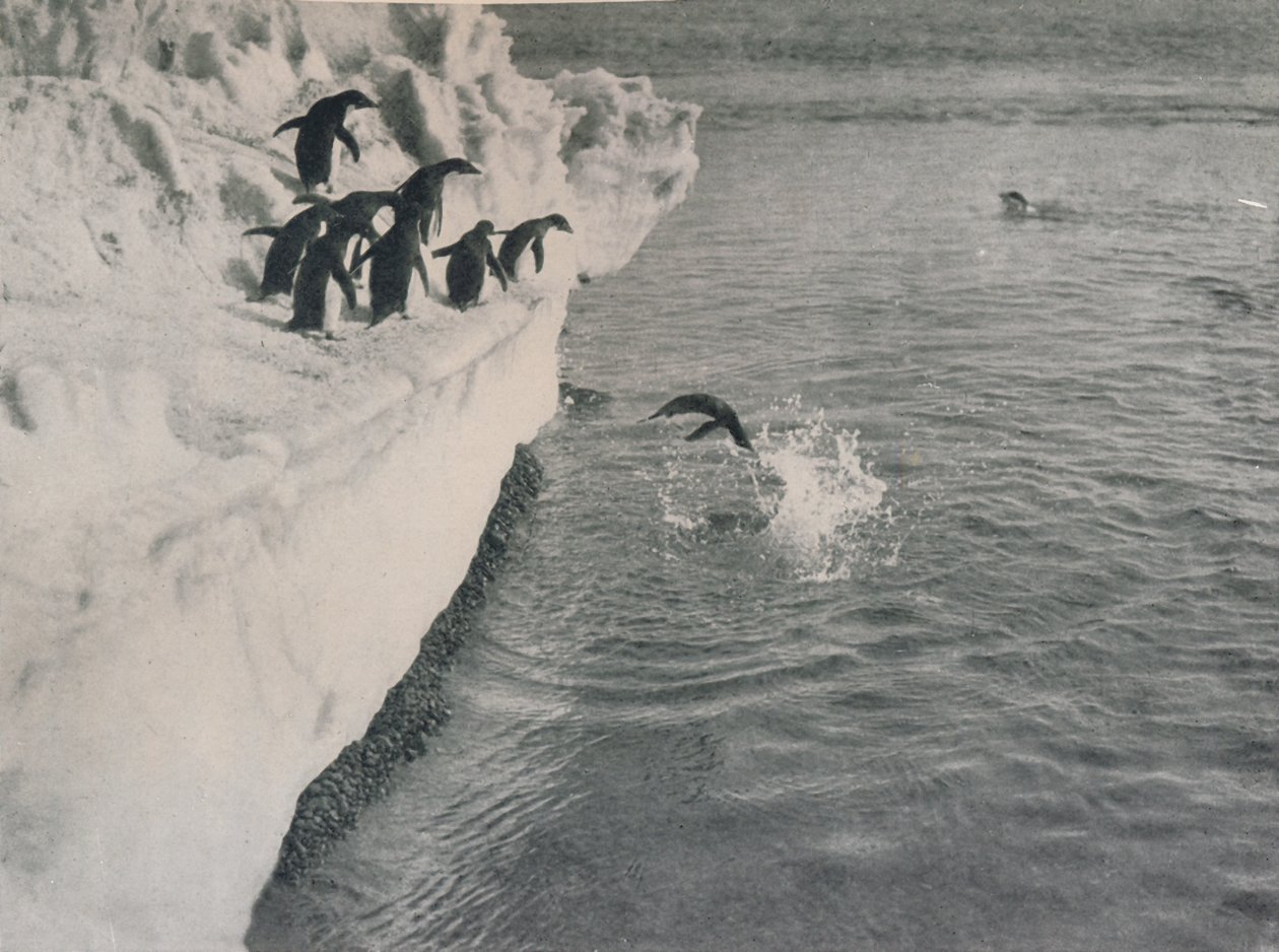 Pinguini che si tuffano, c1911, 1913 da Herbert Ponting
