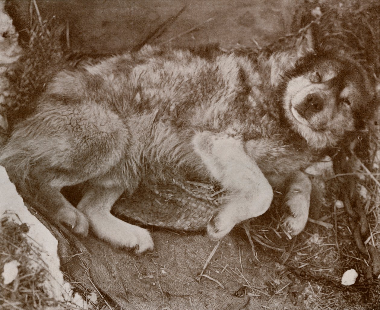Stareek simulando malattia, c1910-1913, 1913 da Herbert Ponting