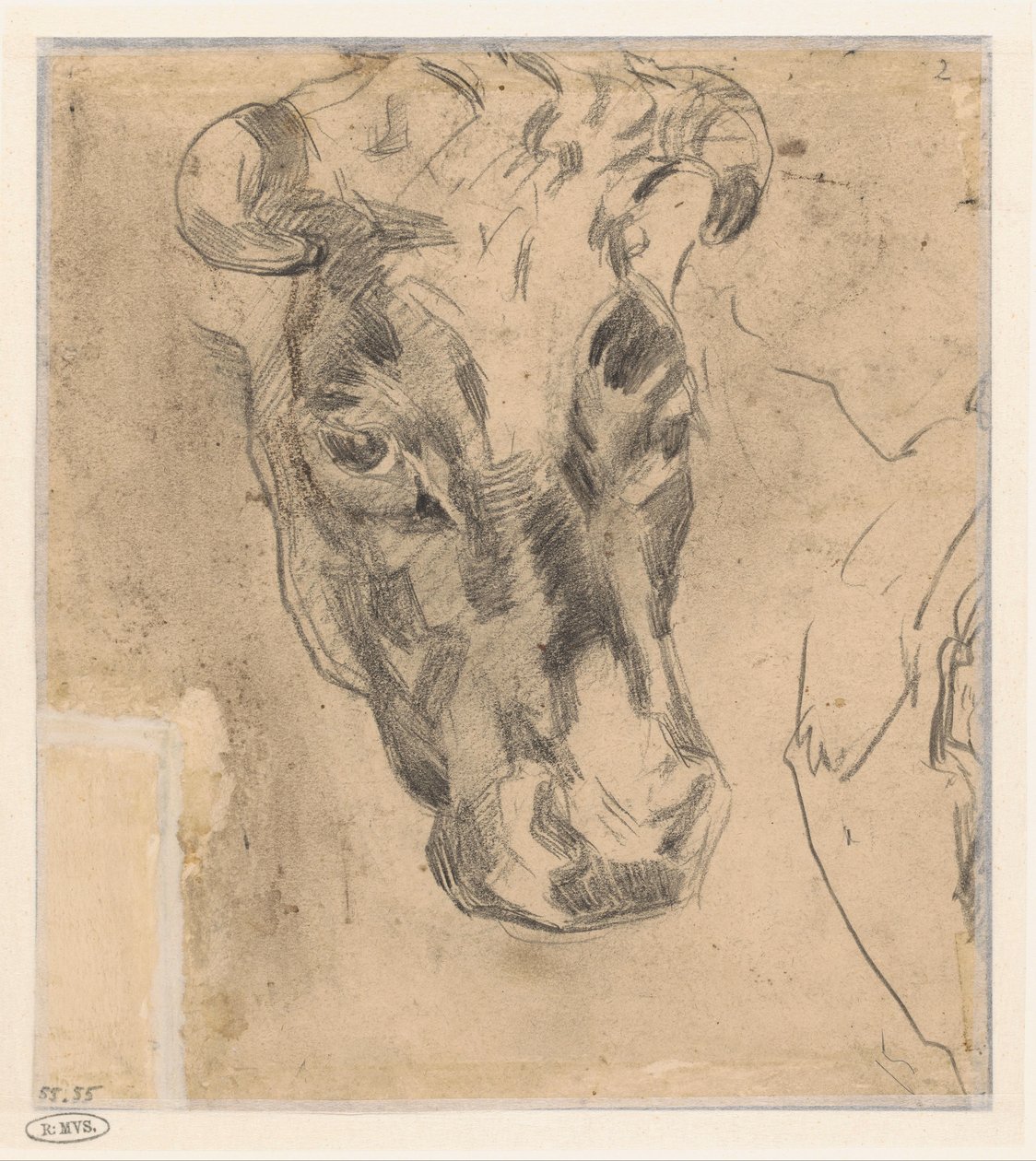 Testa di una mucca con corna da Herman Kruyder