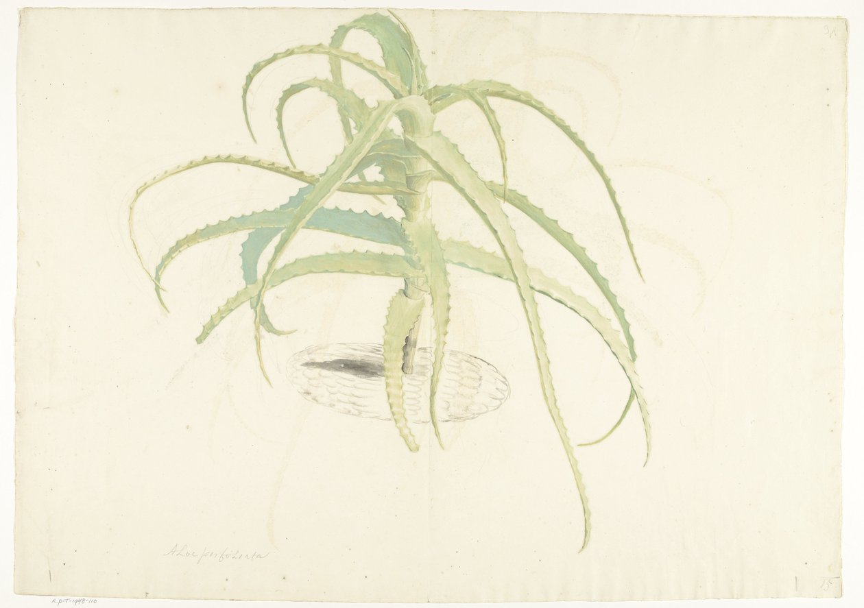 Aloe perfoliata da Herman Saftleven
