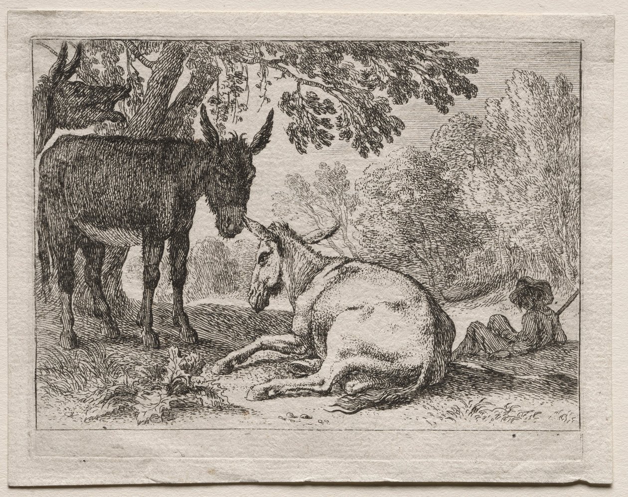 Asini da Herman van Swanevelt