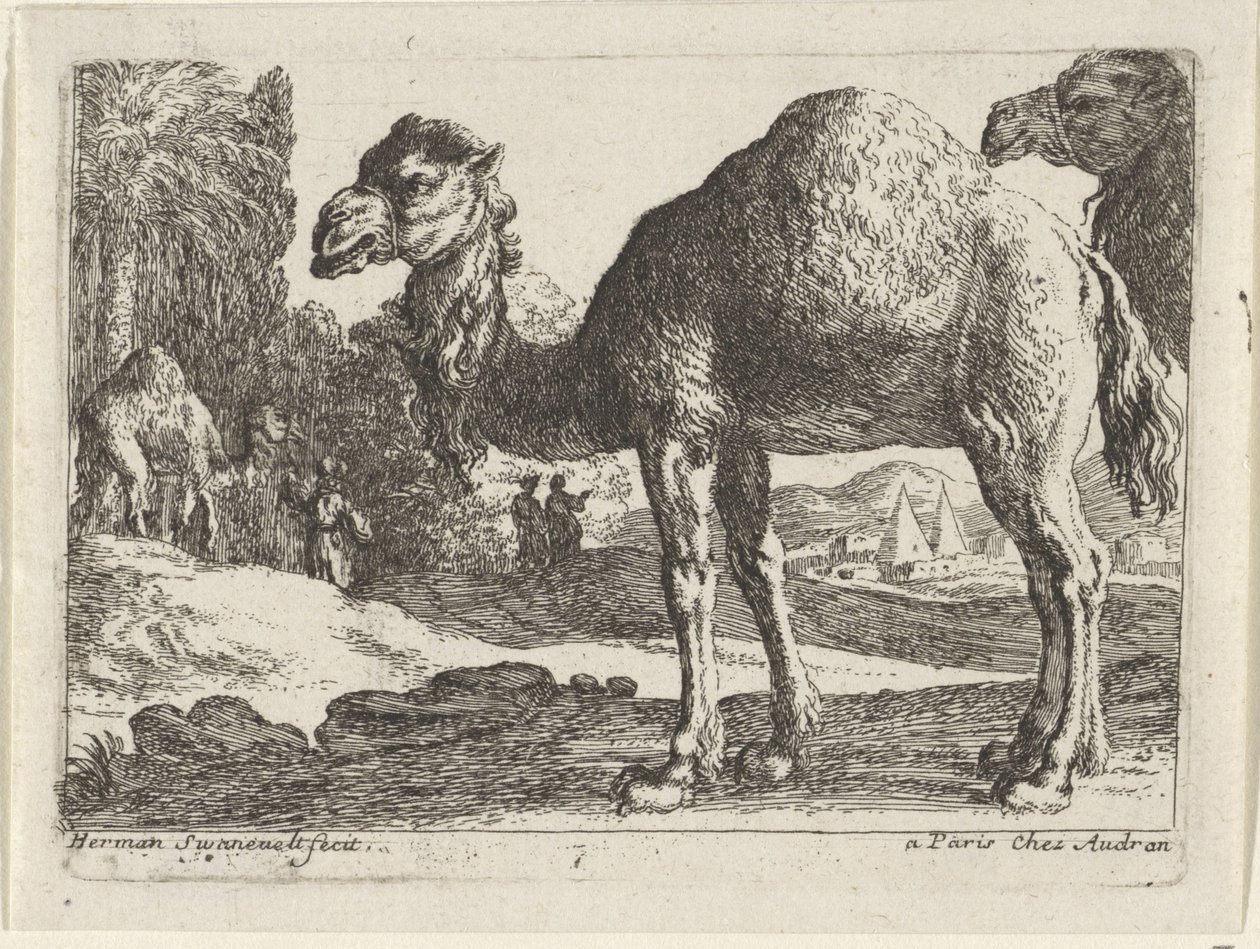 Cammelli da Herman van Swanevelt