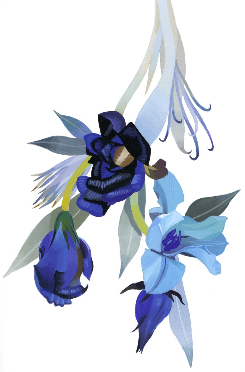 Fiore disegnato con tonalità blu da Hiroyuki Izutsu
