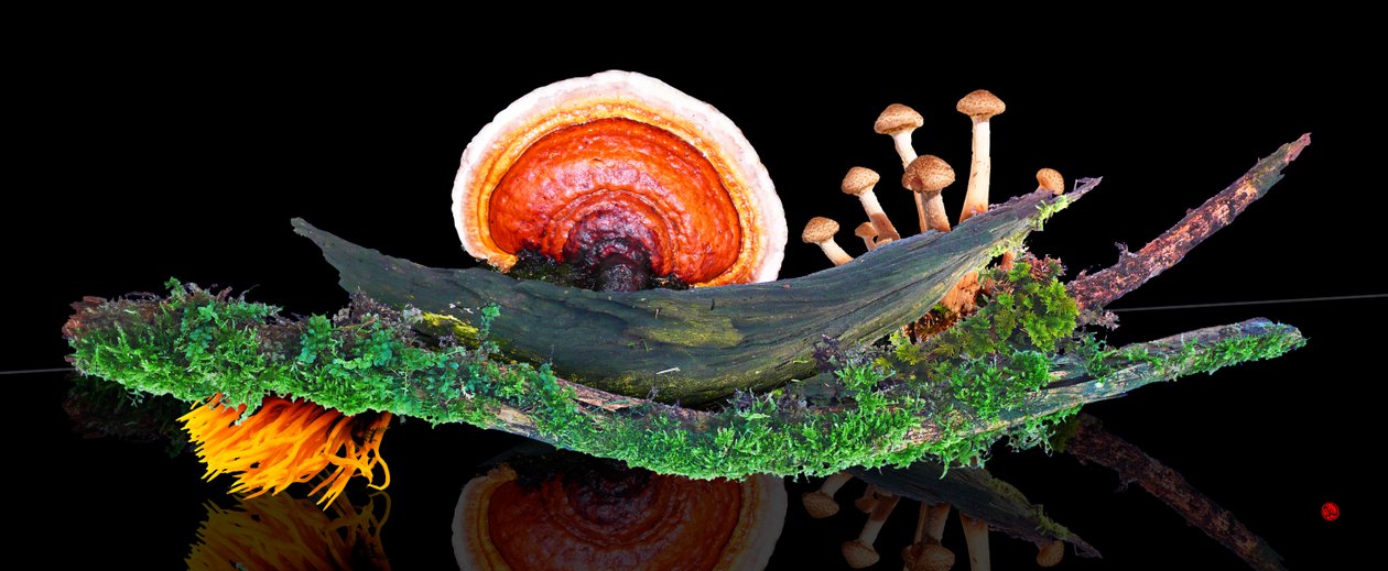 Mondo della foresta da Hugo Nefe