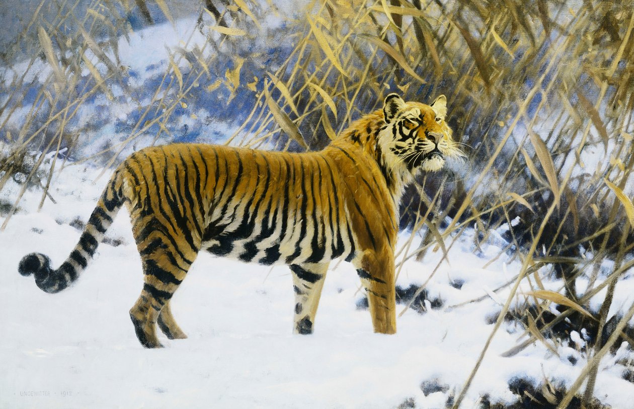 Tigre in un paesaggio invernale da Hugo Ungewitter