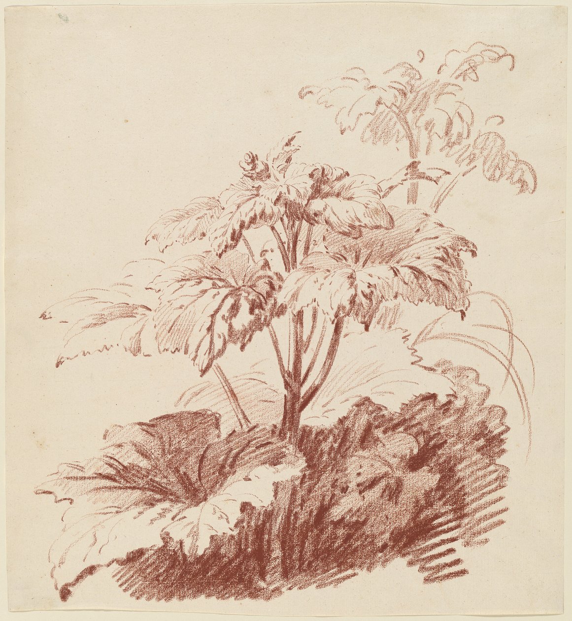 Pianta fiorita con boccioli da I Jean Baptiste Hüet
