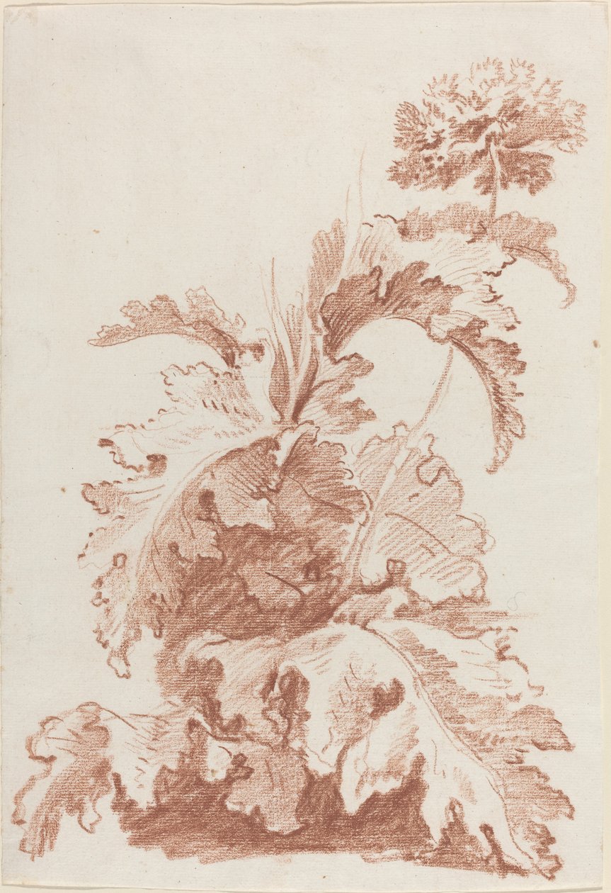 Papavero in fiore da I Jean Baptiste Hüet