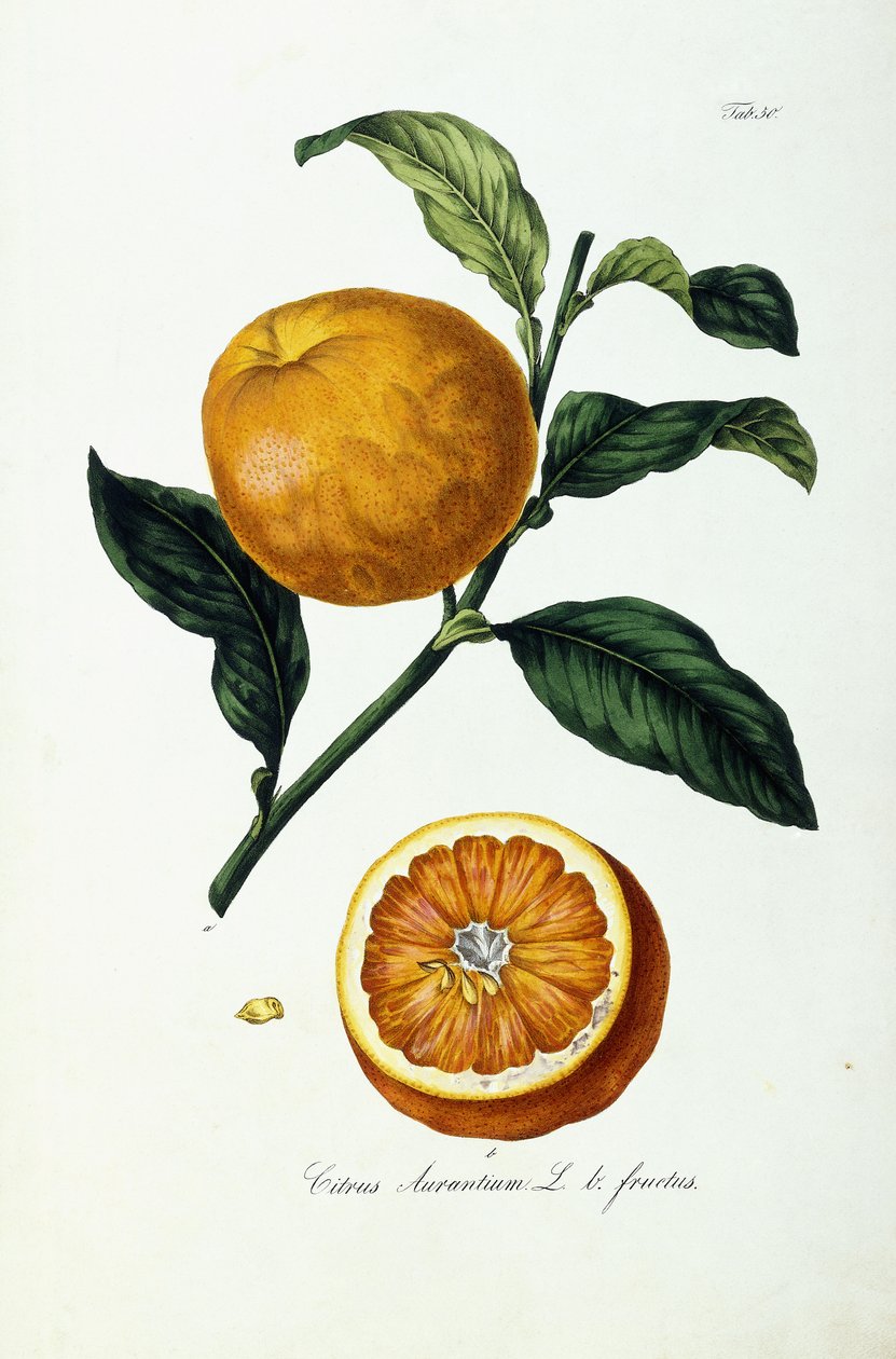 Frutto d