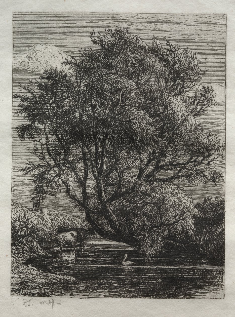 Il salice da Ignaz Gunther