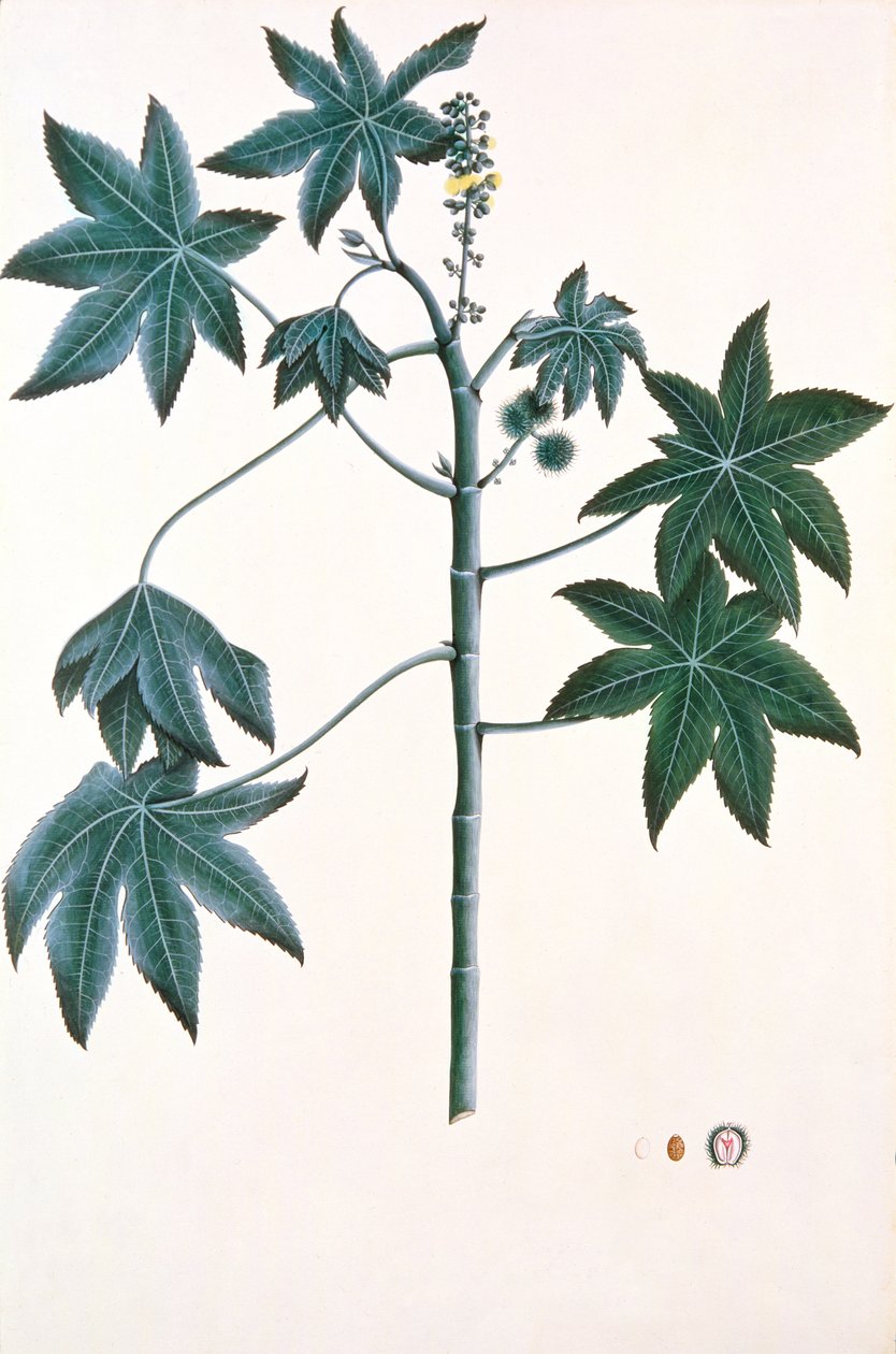 Pianta di Ricino, c.1801-4 da Indian School