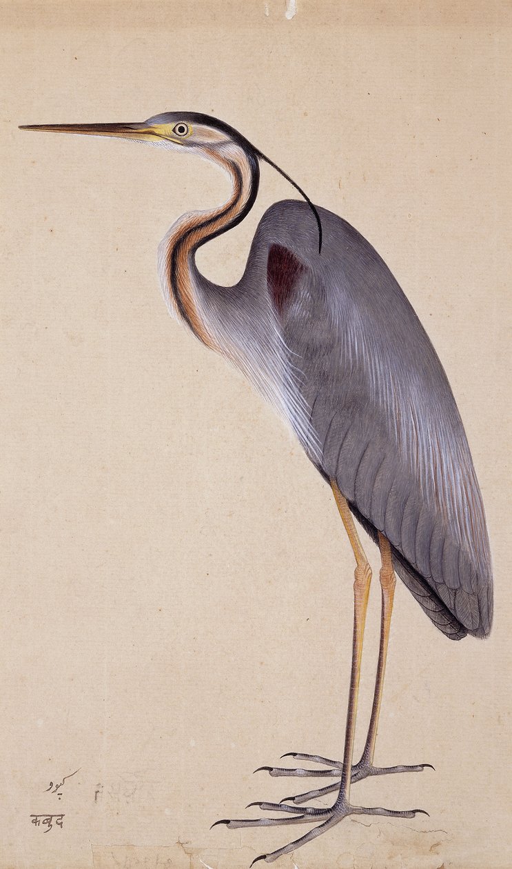 Un airone, c. 1820 da Indian School