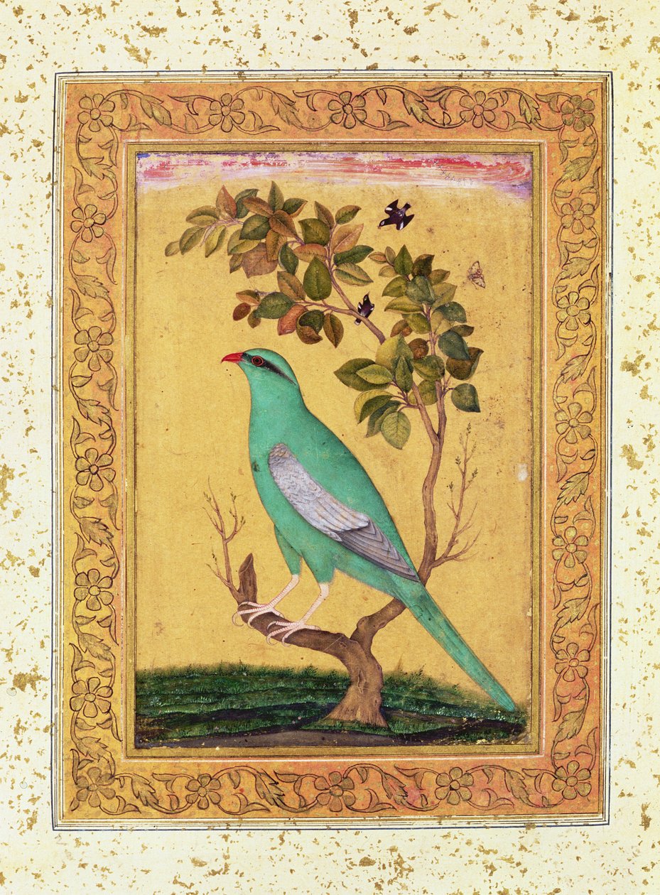 Uccello Verde, Mughal da Indian School