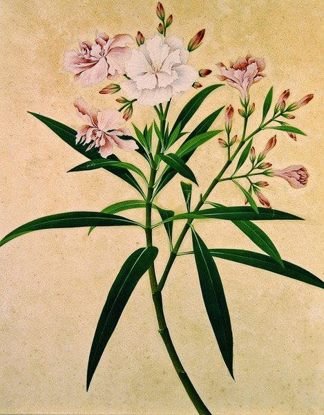 Oleandro, c.1840 da Indian School