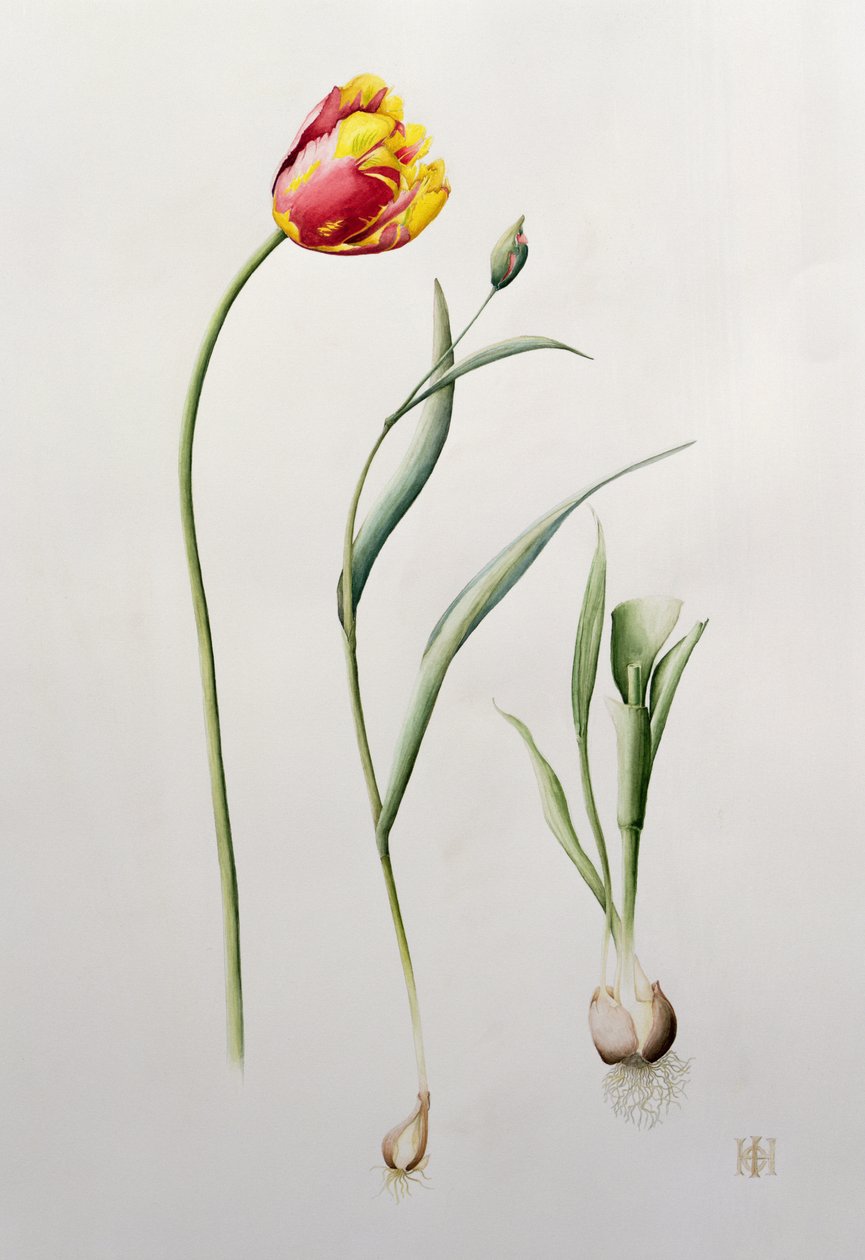 Tulipano Pappagallo da Iona Hordern