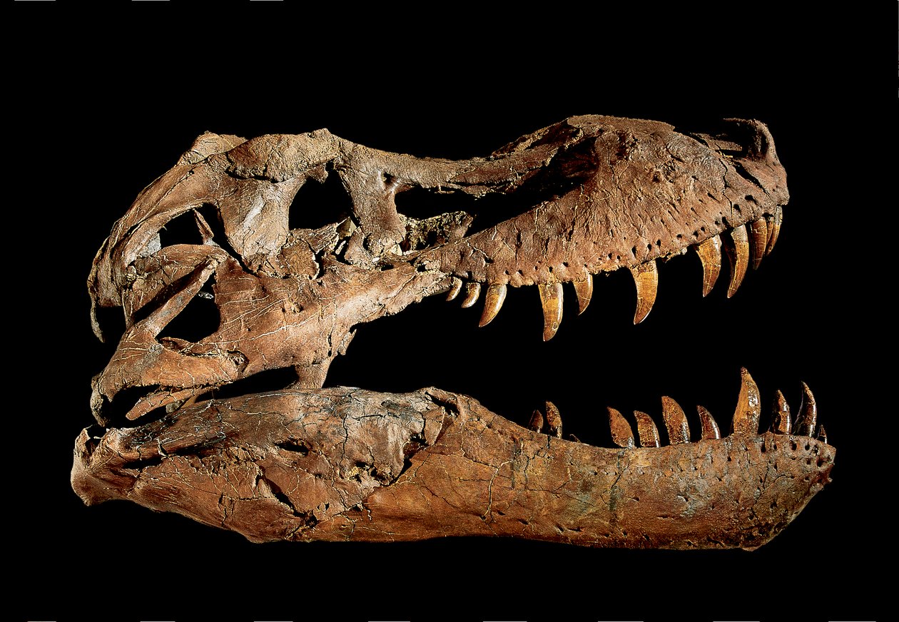 Teschio fossile di Tyrannosaurus Rex "Sue" da Ira Block