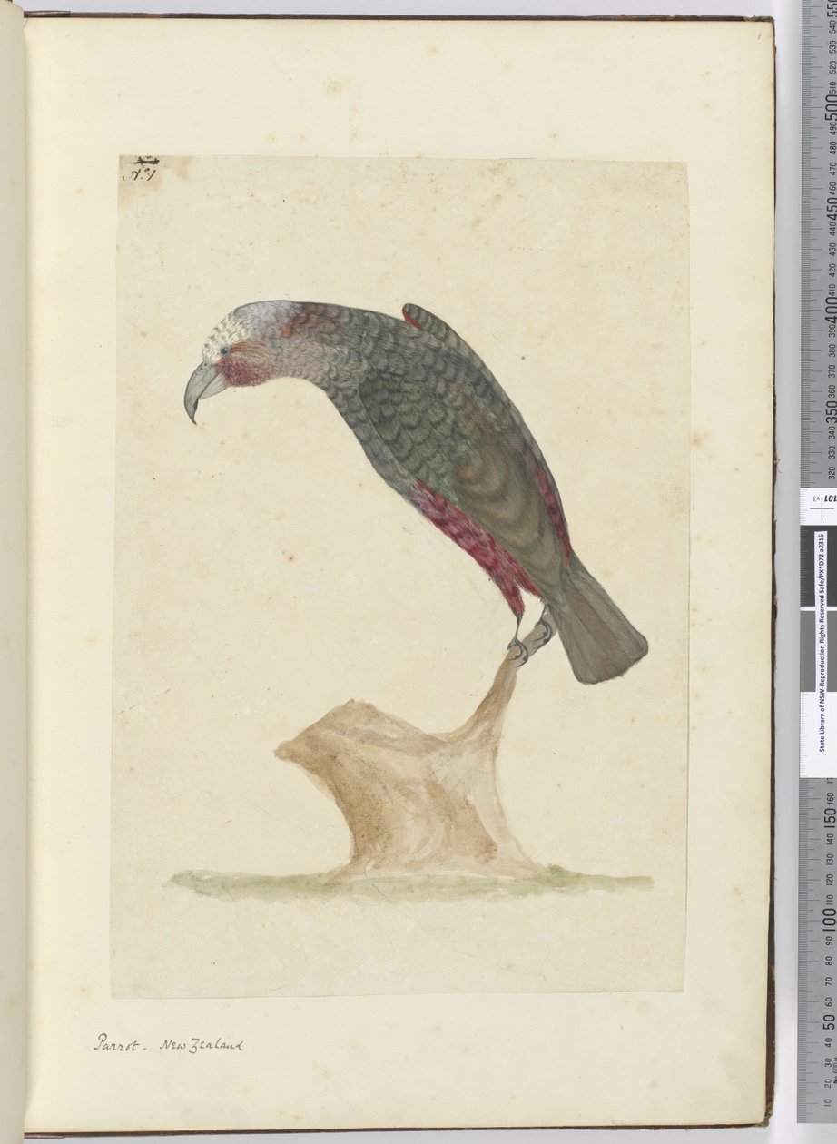 Pappagallo, Nuova Zelanda, 1772-75 da Isaac Smith