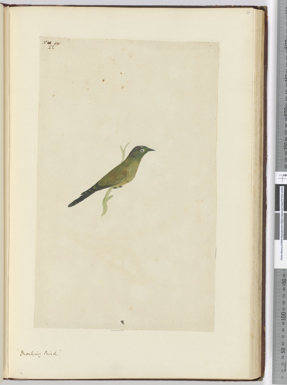 Uccello beffardo, 1772-75 da Isaac Smith