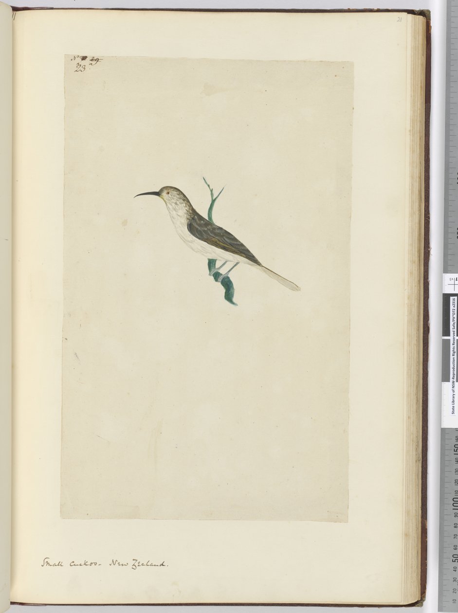Piccolo cuculo. Nuova Zelanda, 1772-75 da Isaac Smith