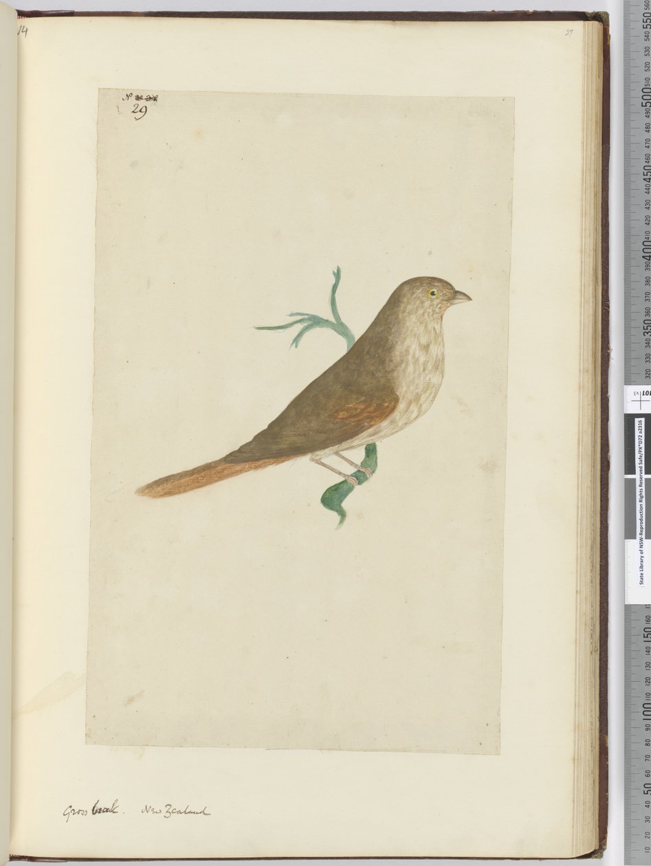 Grosbeak. Nuova Zelanda, 1772-75 da Isaac Smith