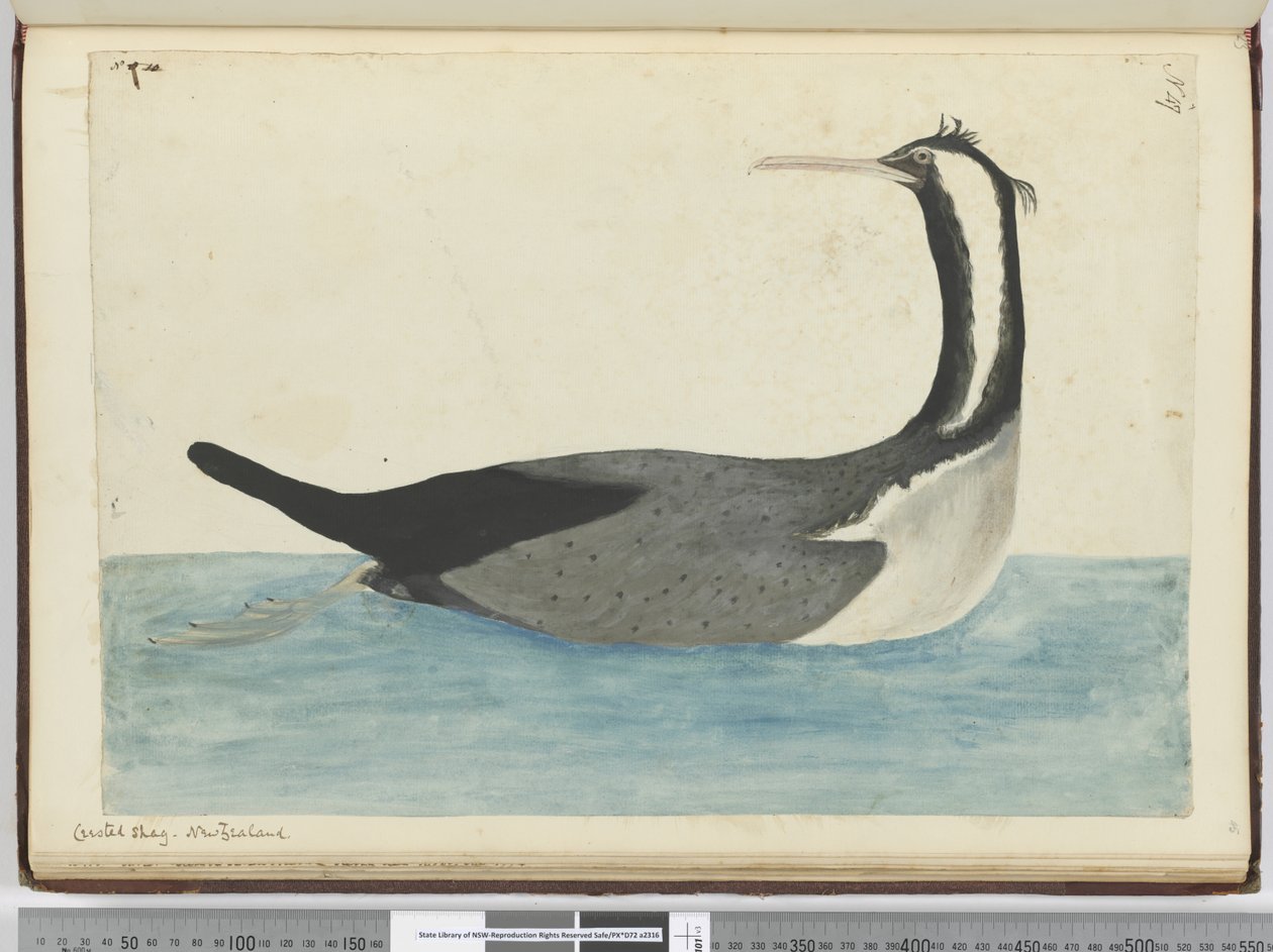 Cormorano crestato, Nuova Zelanda da Isaac Smith