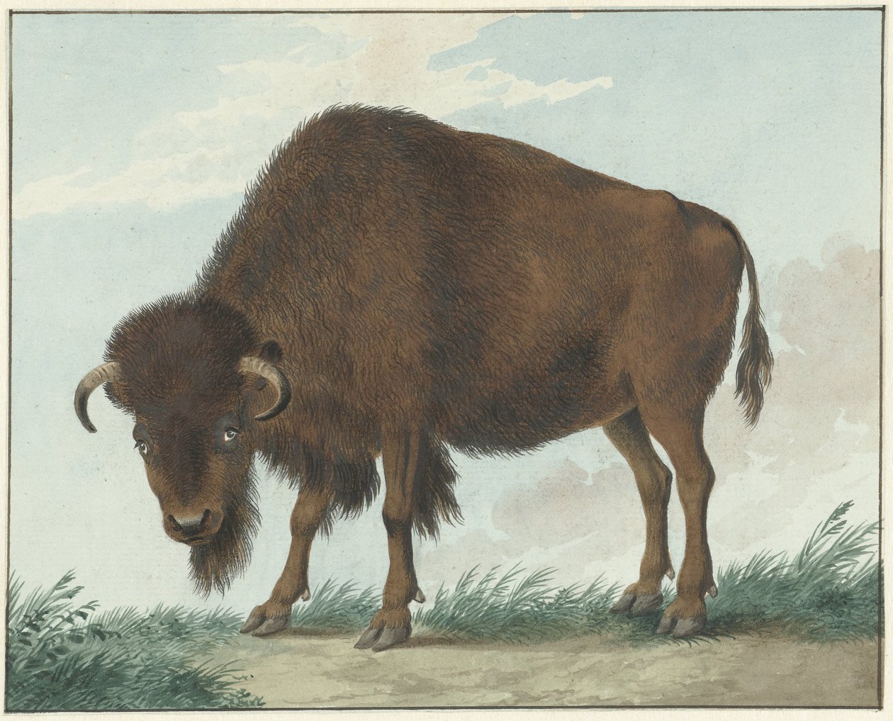 Bisonte da Isaac van Haastert